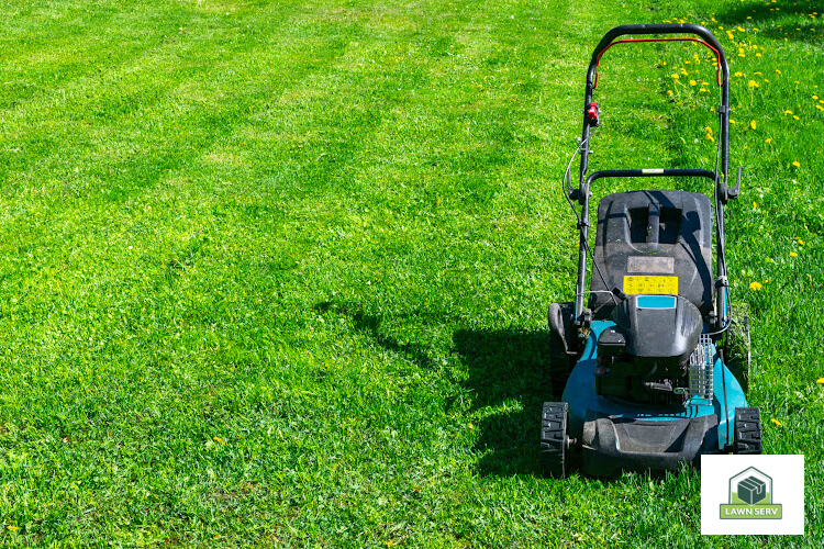 DIY Weed Removal: Natural Solutions for Your Lawn - Lawn Serv